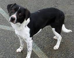 Bailey had a dna test done which tends to always be a fun surprise. 2 Year Old Border Collie Lab Mix An Estimate Of What My Oliver May Look Like In Some Months Mixed Breed Dogs Puppy Paws Smartest Dogs
