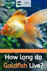 How Long Do Goldfish Live We Ll Help Clear The Confusion About The Goldfish Lifespan And Discuss A Bunch Of Scena Goldfish Fresh Water Fish Tank Aquarium Fish