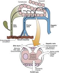 Image result for Liver Function Test