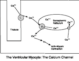 Image result for Calcium Channel Blocker Overdose