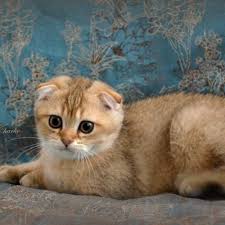 Istanbul Satilik Kedi Ilanlari Ve Sahiplendirme Ilanlari Yavru Kedi