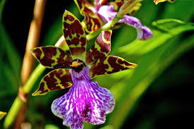 Sonata of beautiful pink orchids. The Most Beautiful Flowers You Can Plant In Your Garden