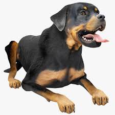 Rottweiler Pose 3 3d Model Ad Rottweiler Pose Model Rottweiler 3d Model Poses