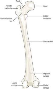 One is for lower ability classes o. The Musculoskeletal System Ross And Wilson Anatomy And Physiology In Health And Illness 11e