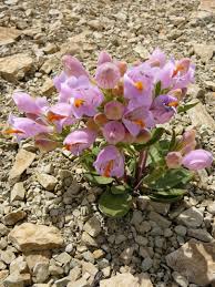 Image result for Hermannia staurostemon