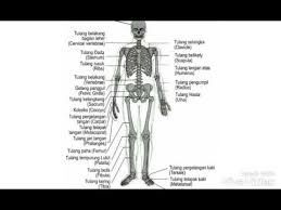 Check spelling or type a new query. Nama Nama Anatomi Tulang Tubuh Kita Youtube
