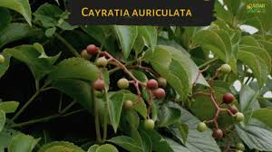 Image result for Cayratia gracilis
