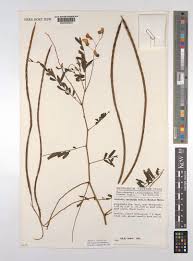 Image result for Sesbania macrantha