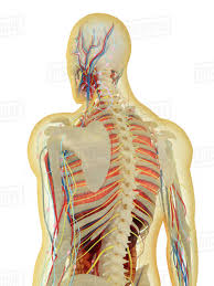 Protect the vital organs of the chest cavity as the heart, lungs and major blood vessels. Transparent Human Body With Internal Organs Nervous System Lymphatic System And Circulatory System Stock Photo Dissolve