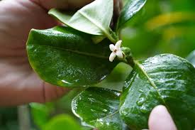 Image result for Pyrostria phyllanthoidea