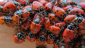 Ladybug Swarm Massive Ladybug Migration Several Kilometers Wide Picked Up By Radar Technology News Firstpost Paris is in trouble, and only you can save it from destruction! ladybug swarm massive ladybug