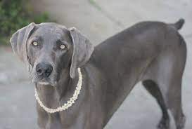 Maybe you would like to learn more about one of these? Pin On Weinheimer My Future Puppy
