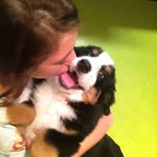 The order from the least to most valuable rank is common, uncommon, special, rare, epic, legendary and limited. Photos At All Pets Club 10 Tips