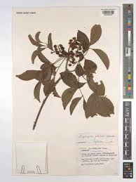 Image result for Fagaropsis angolensis