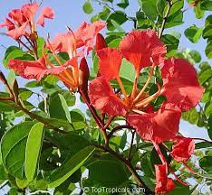 The flowers are waxy, very attractive orange colored flowers. Bauhinia Orchid Tree Toptropicals Com Orchid Tree Red Orchid Flowering Trees