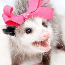 18 Times Opossums Nailed The Art Of Being Adorable Baby Possum Awesome Possum Opossum