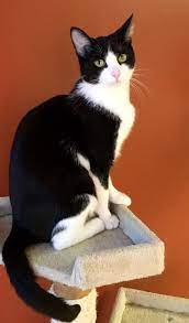 Adopt Bullet On Petfinder Cats Cool Cats Cute Cats