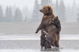 The alaska peninsula brown bear or peninsular grizzly is a colloquial nomenclature for a brown bear that lives in the coastal regions of southern alaska, although according to other sources, it is a population of the mainland grizzly bear subspecies (ursus arctos horribilis), or the kodiak bear subspecies (u. What S The Difference Between Grizzly Bears And Brown Bears