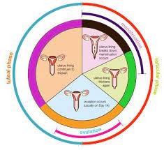 Ovulation And Safe Period What Is The Safe Period To Have Sex How To Calculate The Time Of Ovulation