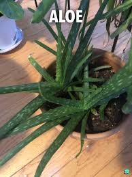 Small, shriveled pieces of plant material that have been out of the ground for so long that it's turned black and is crumbling away. Small Plants With Roots To Trade Album On Imgur