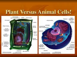 Maybe you would like to learn more about one of these? Ppt Plant Versus Animal Cells Powerpoint Presentation Free Download Id 3001844