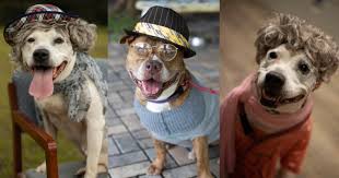 We did not find results for: Animal Shelter Photographs Older Dogs Dressed As Senior Citizens To Encourage Adoption Petapixel