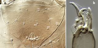 Image result for Caroxylon littoralis