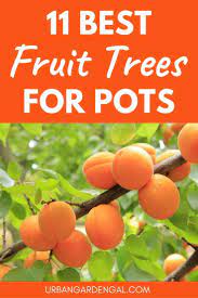 Growing Fruit Trees In Containers Means You Can Grow Your Own Fruit At Home Even If You Have Limited Space Growing Fruit Trees Dwarf Fruit Trees Growing Fruit
