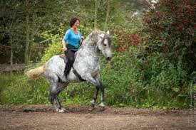 Reiten Ist Orange Reiten Susse Pferde Dressur