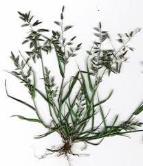 Image result for Eragrostis ciliaris