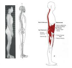 6 Tips To Eliminate Back Pain With Standing And Walking Thrive Physical Therapy In Richmond