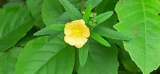 Image result for Sida acuta