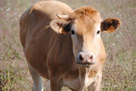 Image result for vaca en el campo imagen