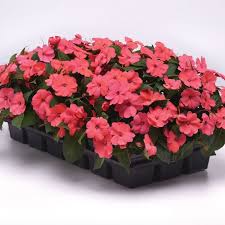 Image result for Impatiens salpinx