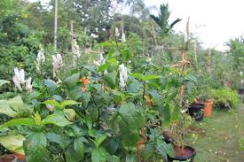 Image result for Whitfieldia