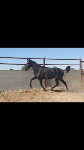 Image result for tbn:tVj6rqcH-AQR9M::www.pregonagropecuario.com.ar/images/caballo_overo.jpg
