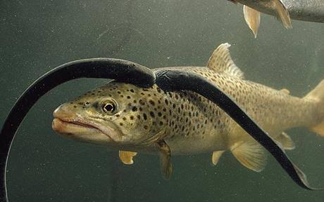 Mga resulta ng larawan para sa Sea Lamprey fish, attach to Lake trout fish"