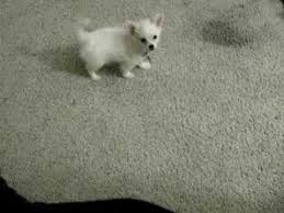 Malchi's are energetic and love to play! Chihuahua Maltese Planetpet It Youtube