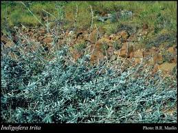 Image result for Indigofera trita