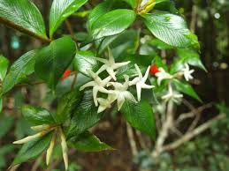 Image result for Alyxia