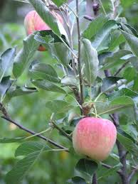 Found in a north florida backyard more than 15 years ago, it is likely a descendant of a forgotten variety grown many years ago, that developed for fruit your first year, choose 15g apple trees: Apples Apple Tree For North Florida Green Pointe Growers Apple Tree Fruit Trees Apple