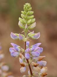 Image result for Lupinus mexicanus