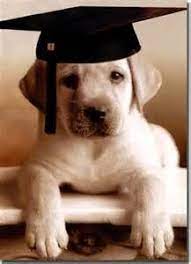 Pin On Dog Parents