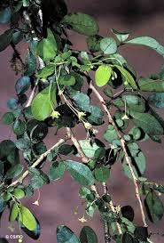 Image result for Phyllanthus muellerianus