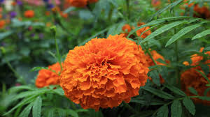 Image result for Tagetes erecta