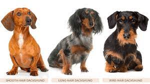Both sizes of wiener dog are vulnerable to weight gain, which can result in spinal issues. Dachshund Breed Profile Energetic Mischievous Stubborn Dog