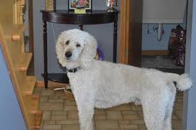 Dog breeders and puppies for sale in michigan. Irish Doodles Forsale Michigan