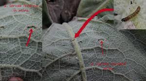 Image result for Nothris verbascella