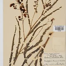 Image result for Sesbania macrantha