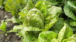 Die salatrezepte sind leicht zuzubereiten und basieren auf vollwertigen, frischen lebensmitteln. Romanasalat Anbau Im Selbstversorgergarten